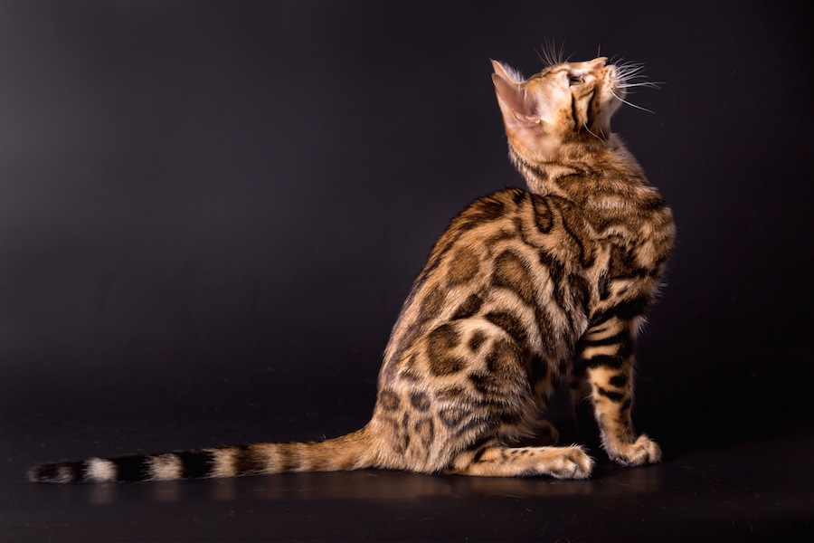 叶姉妹が飼っている猫の種類と名前
