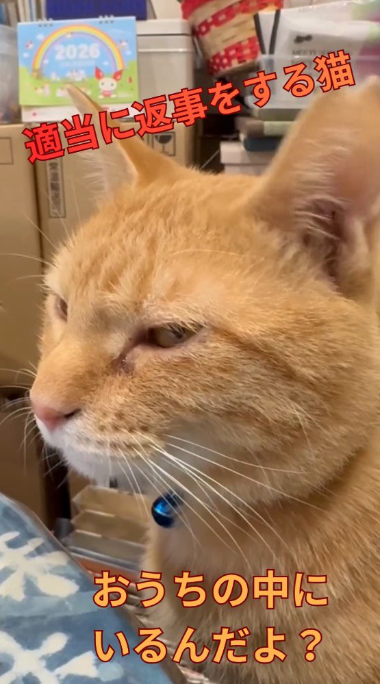 猫に根気強く話しかける女性