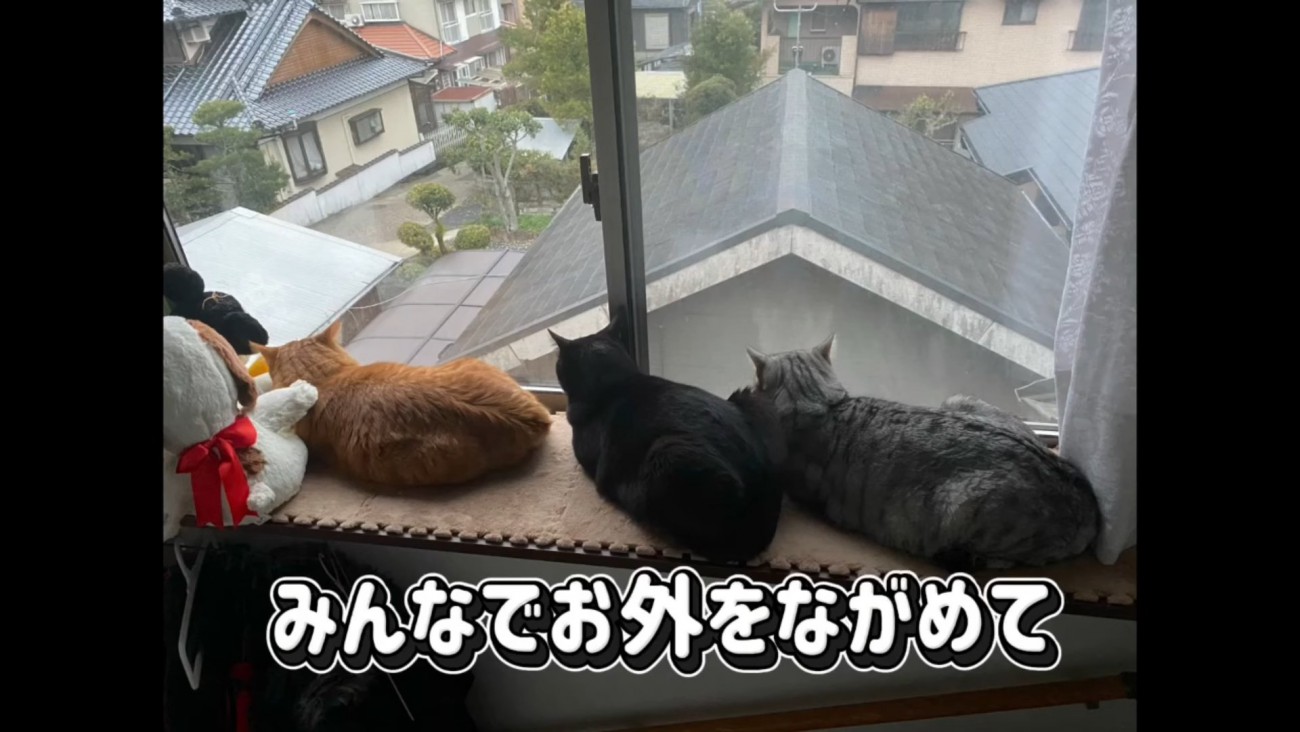 窓の外を見る猫たち