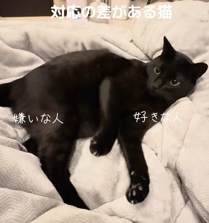猫パンチ後の猫