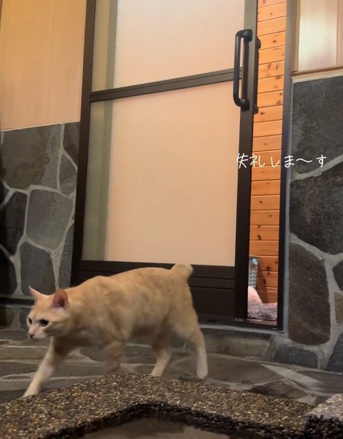 お風呂場に来る猫