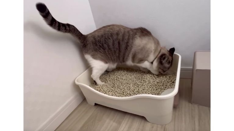猫トイレと猫