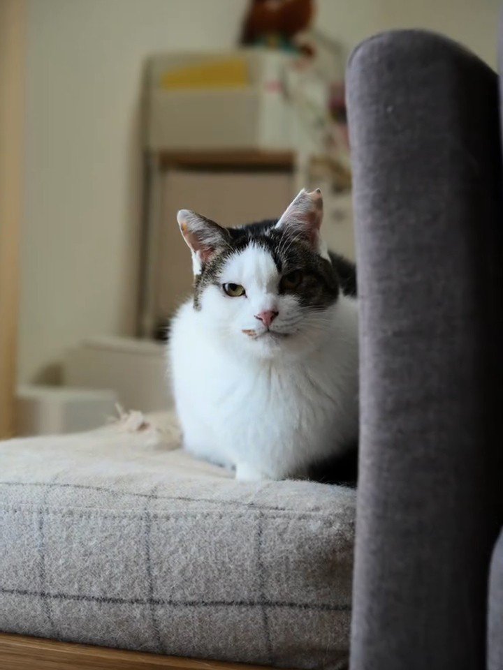 ソファーに座る猫