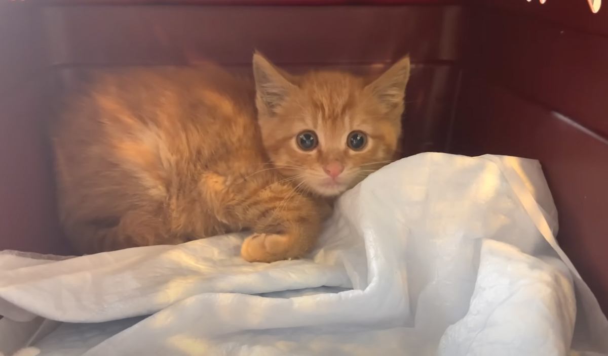 ひとりぼっちで保護された子猫』→他の子たちと合流した結果が