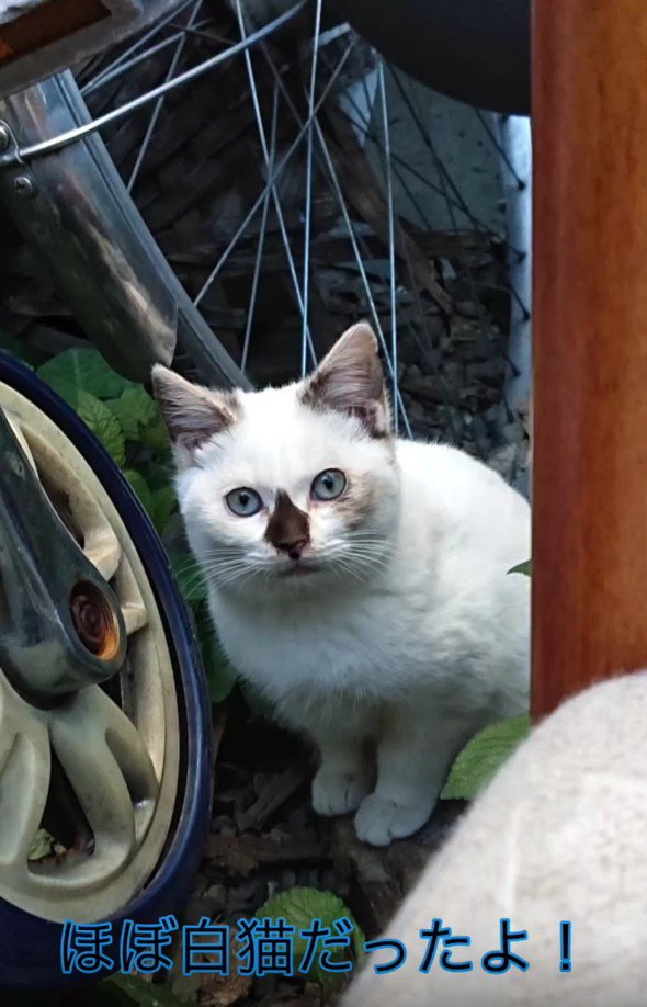 自転車のそばの猫