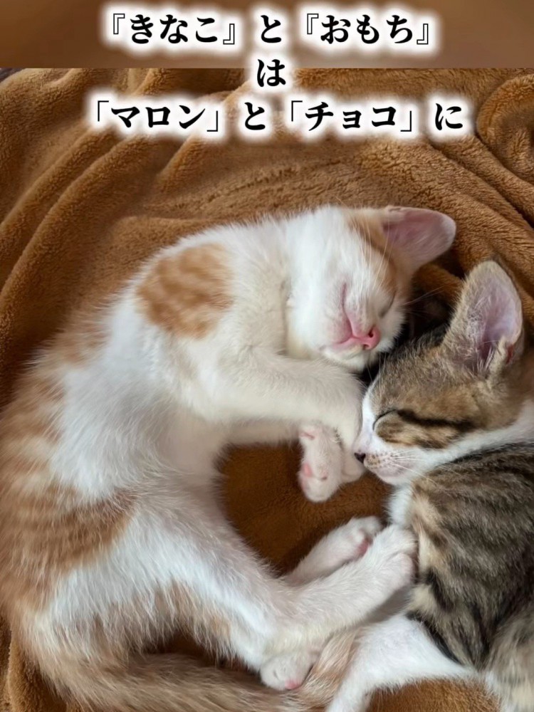 寝ている2匹の子猫
