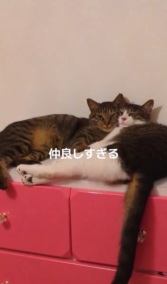 くっついている2匹の猫