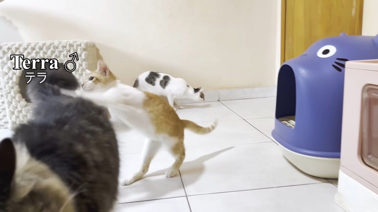 猫パンチをする子猫