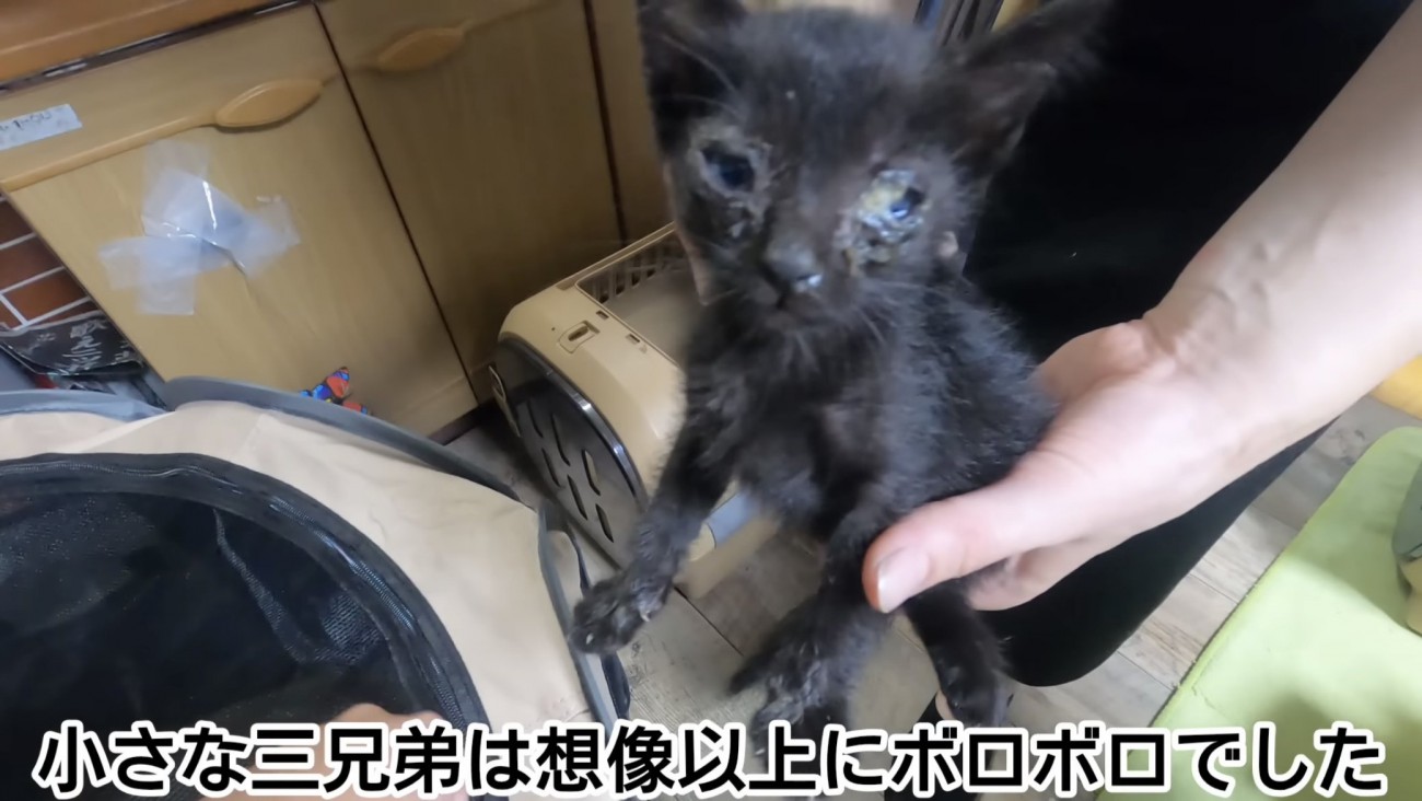 「小さな3兄弟は...」のテロップ写真