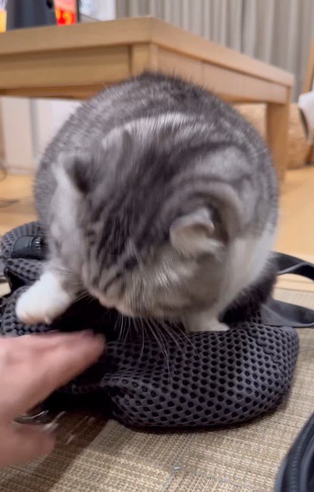 近づいてくる飼い主の手に顔を近づける猫