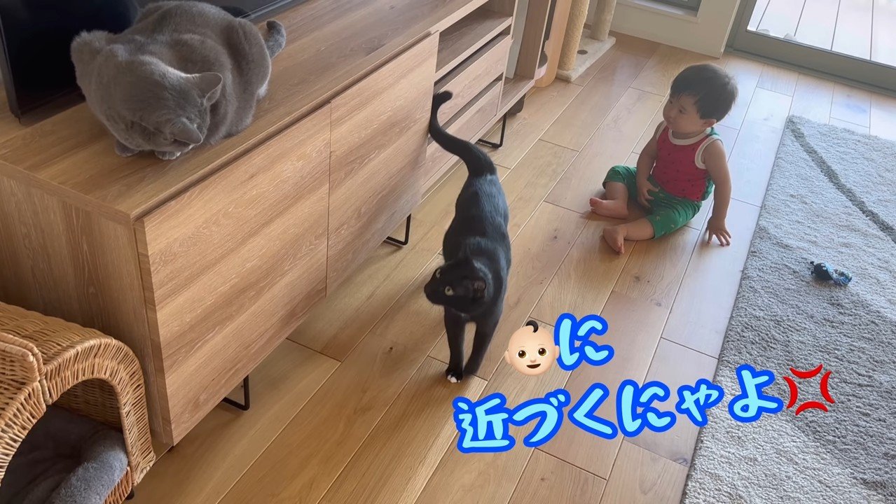 近づくにゃよ！