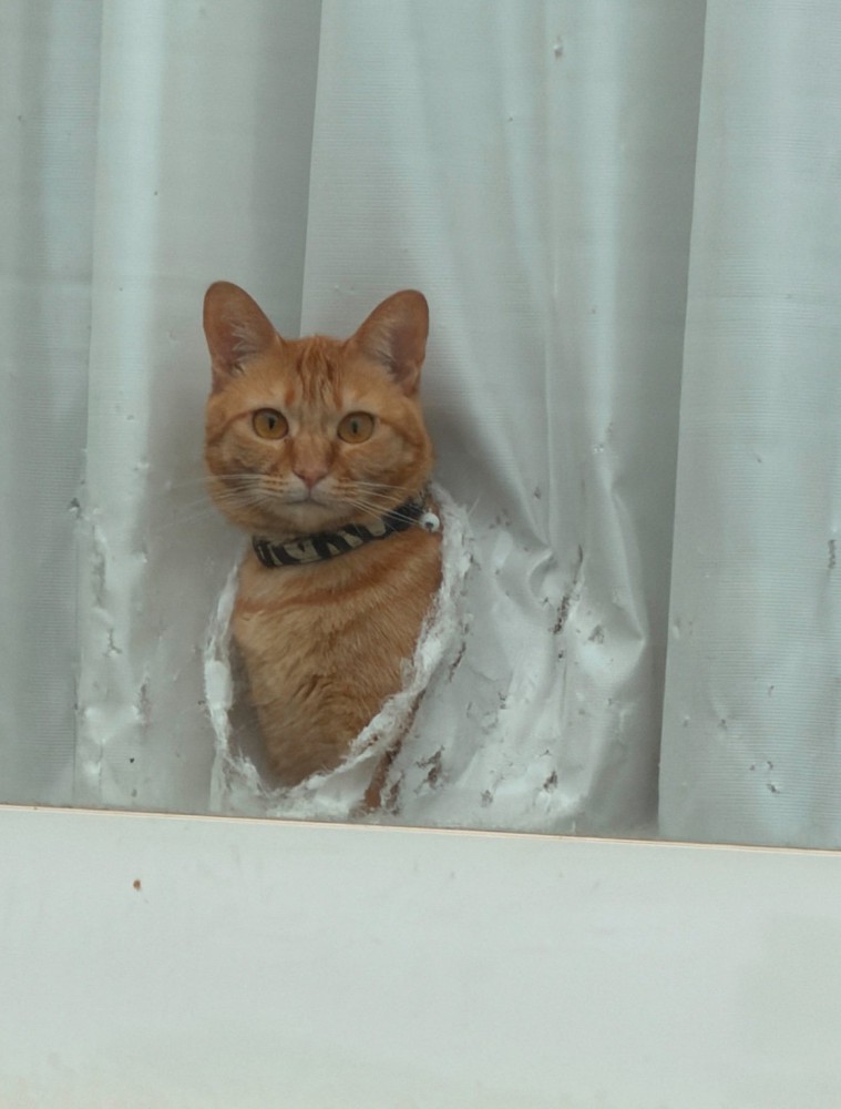 カーテンを破って顔を出す猫