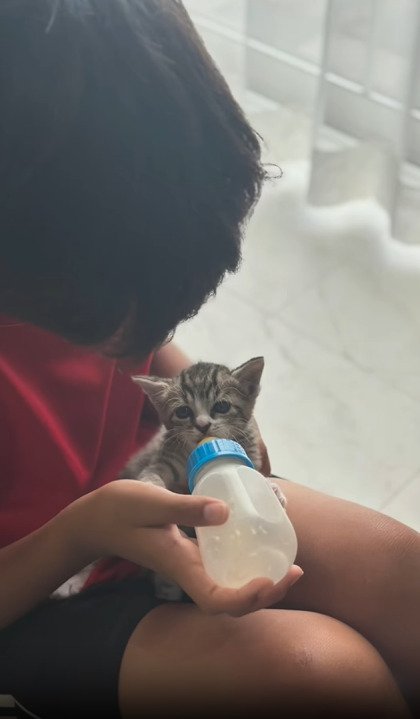 ミルクを飲む子猫2