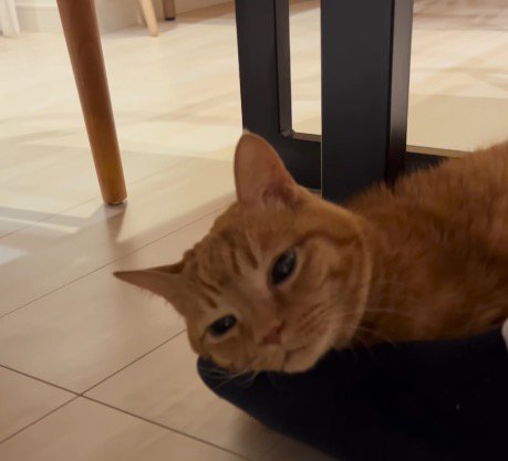 男性の足の上に顔を乗せてくつろぐ猫