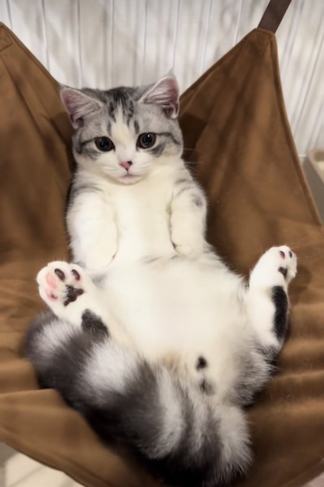 ハンモックに仰向けに寝るミヌエット