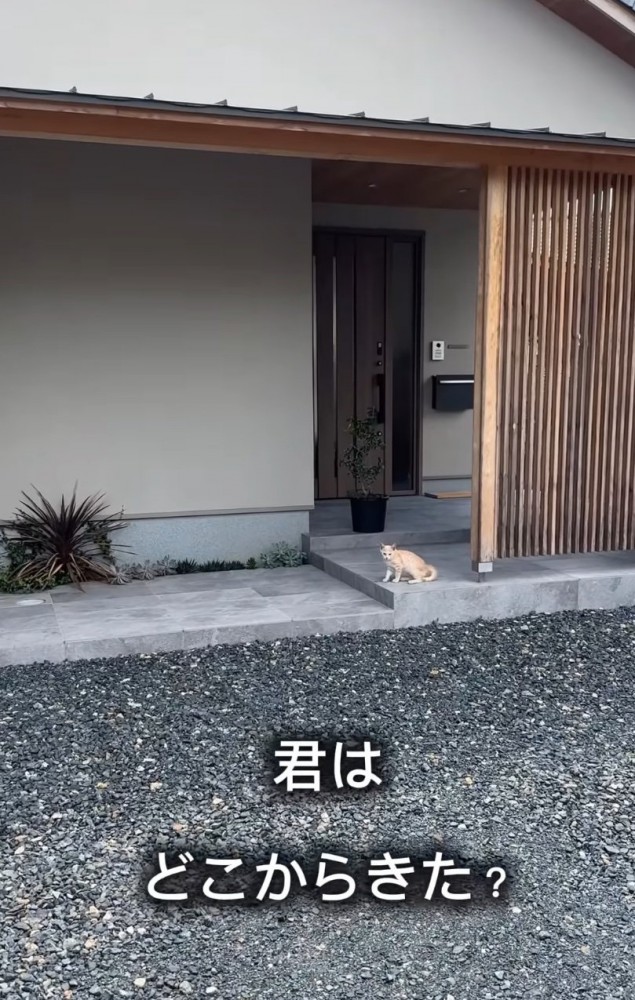 玄関扉の前に子猫