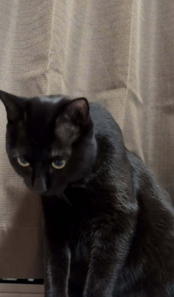 下を向いている猫の写真1