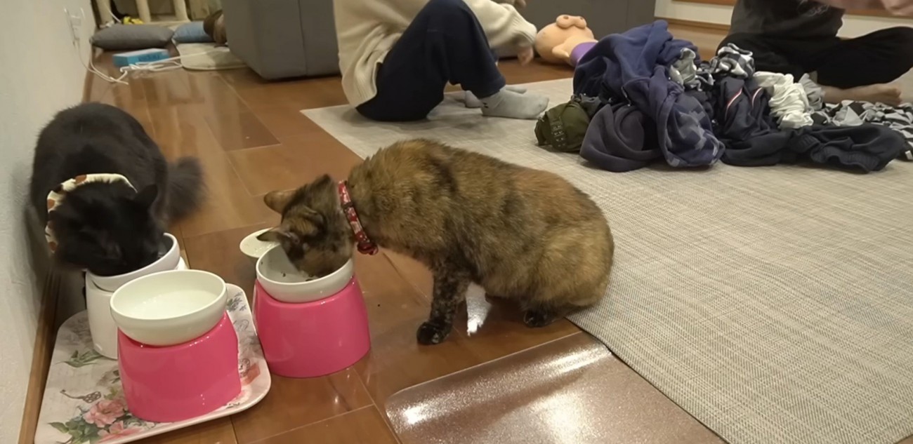 ごはんを食べる猫たち