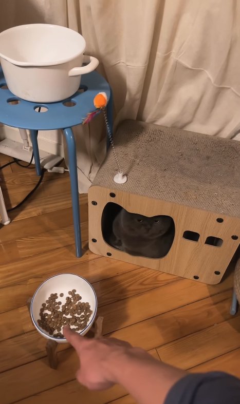 ハウスしている猫とご飯を指さす飼い主