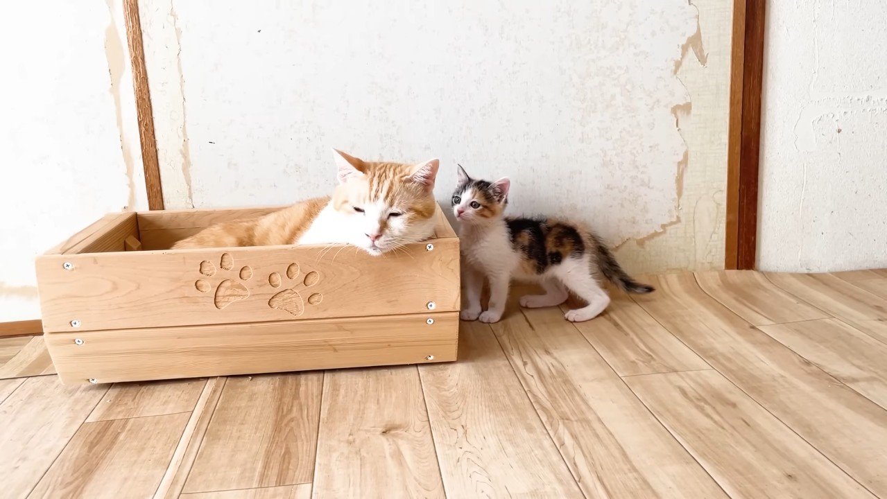 接近する三毛ちゃん