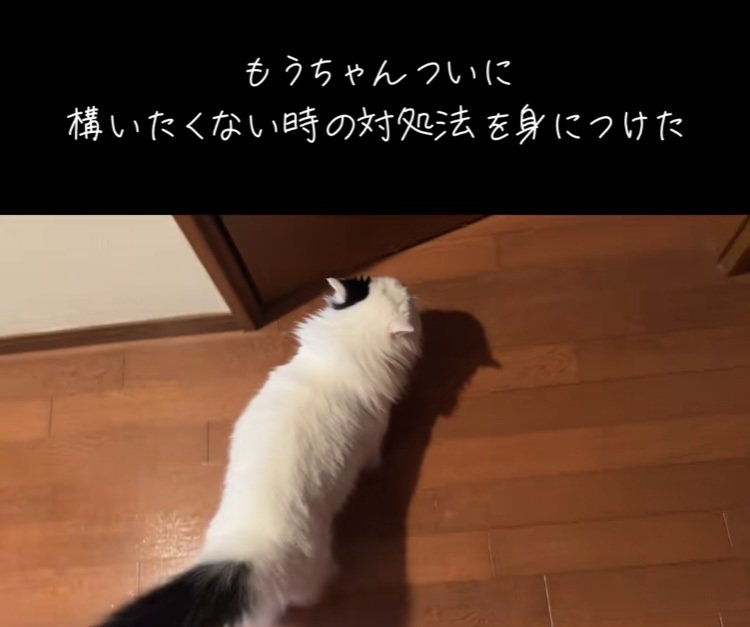 立ち去るマンチカン