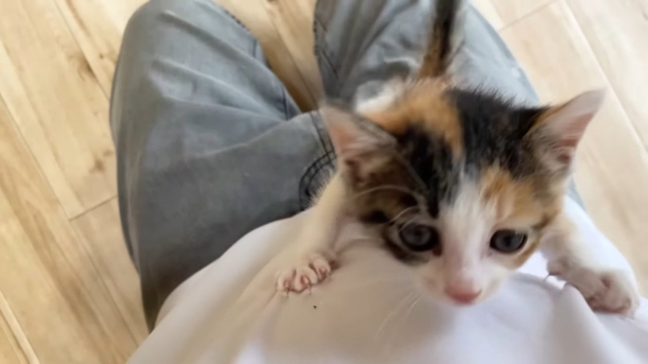 投稿主さんの体を登る子猫