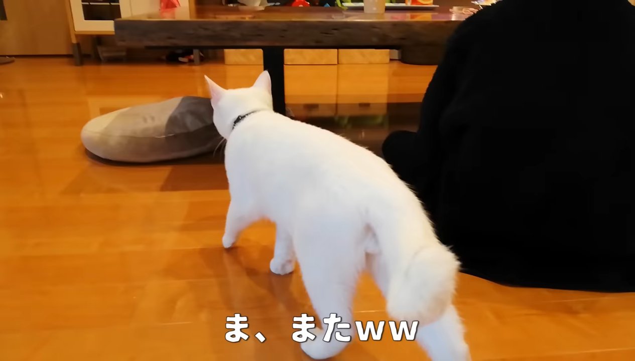 ま、またww