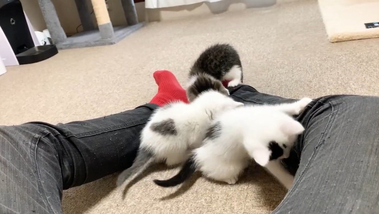 飼い主の靴下で遊ぶ子猫達