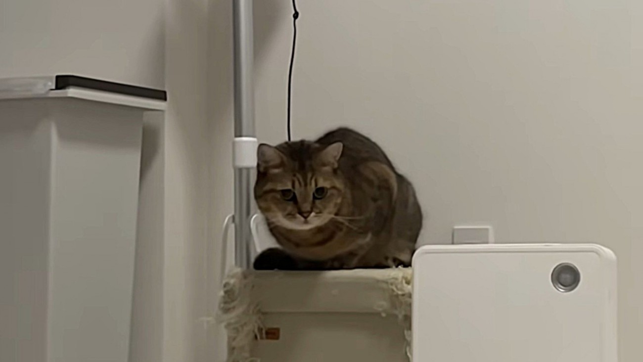 睨むような表情の猫