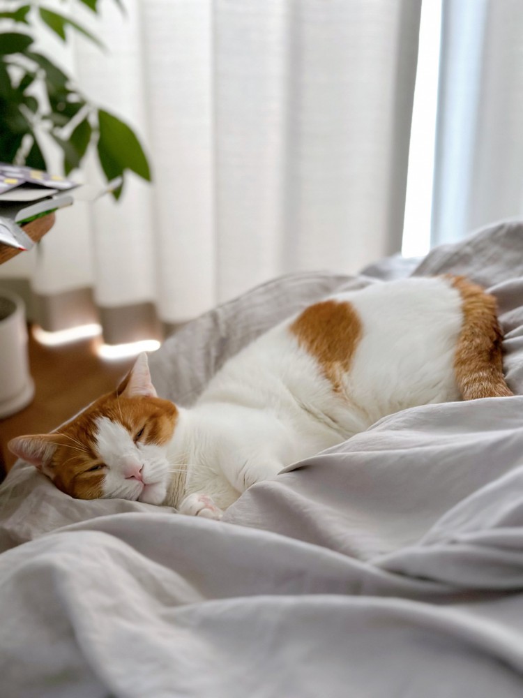 寝ている猫