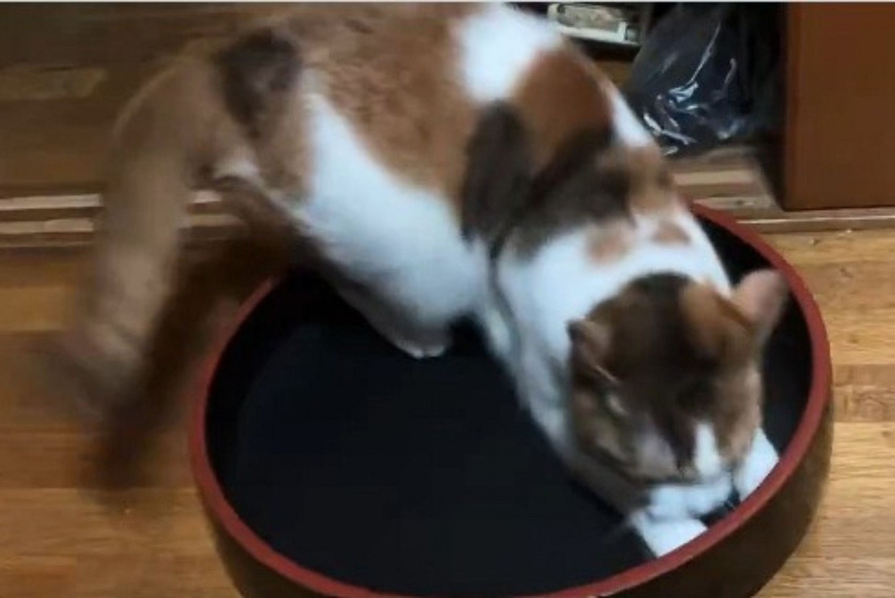 寿司桶の中で遊ぶ三毛猫3