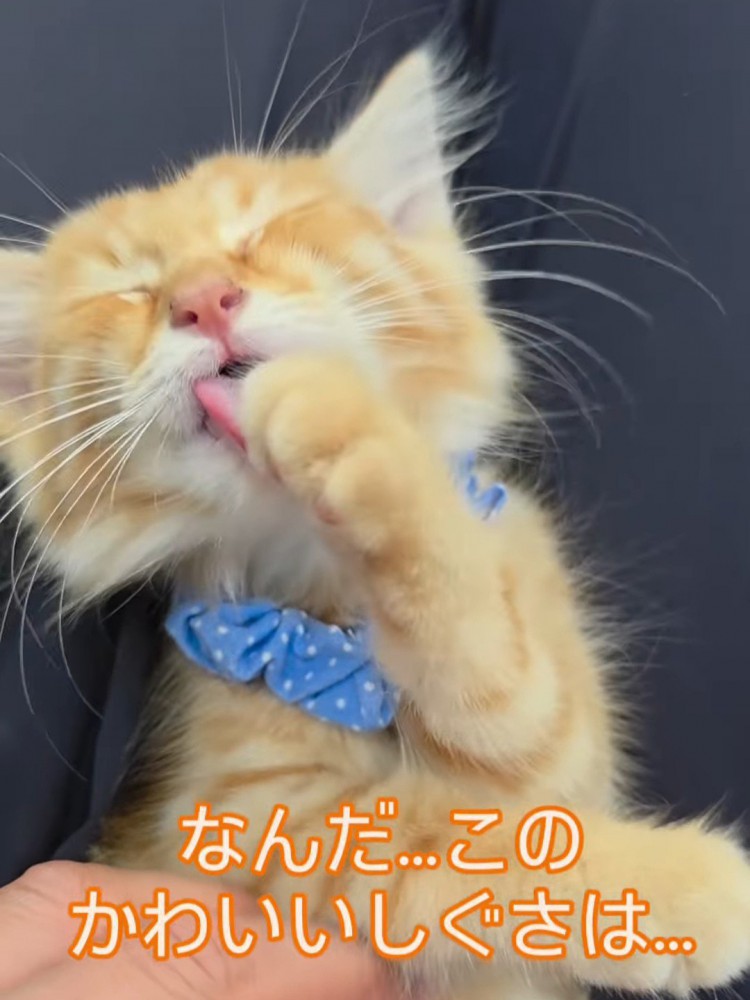 前足をなめる猫