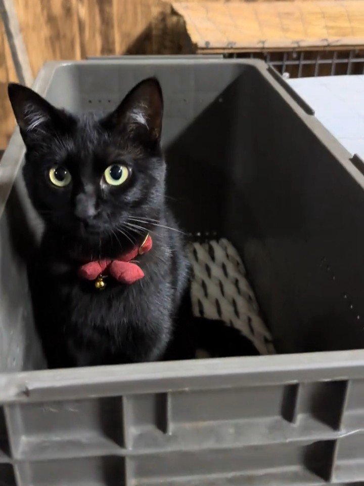 コンテナの中でお座りする猫