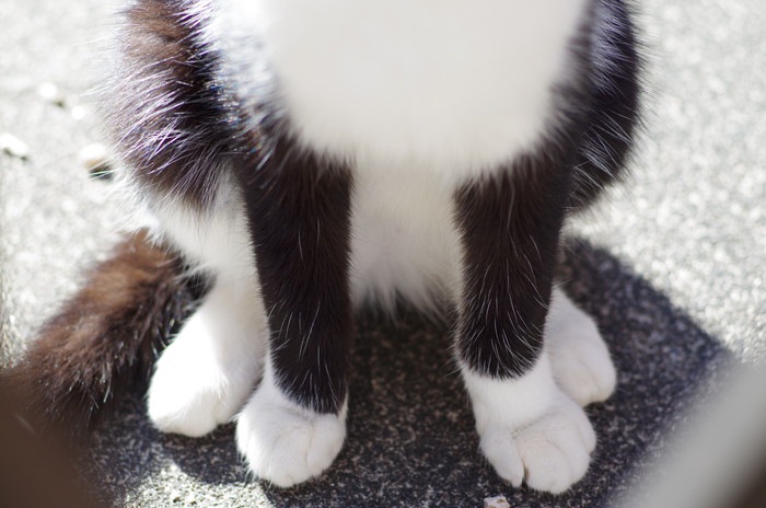 猫の座り方6種類！座り方でわかる猫の気持ちや病気とは | ねこちゃんホンポ