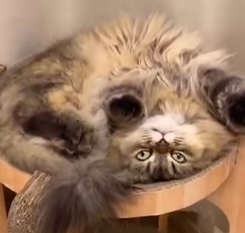 ベッド型爪研ぎからはみ出ないように体を丸めている猫