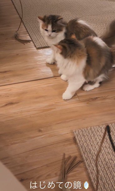 鏡を見ている子猫