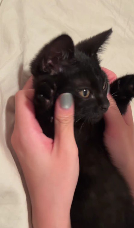 バンザイをしている子猫