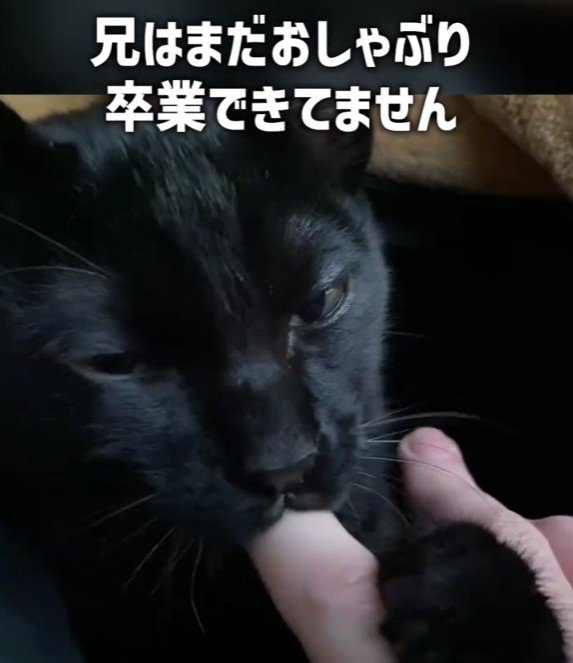 指をしゃぶる猫