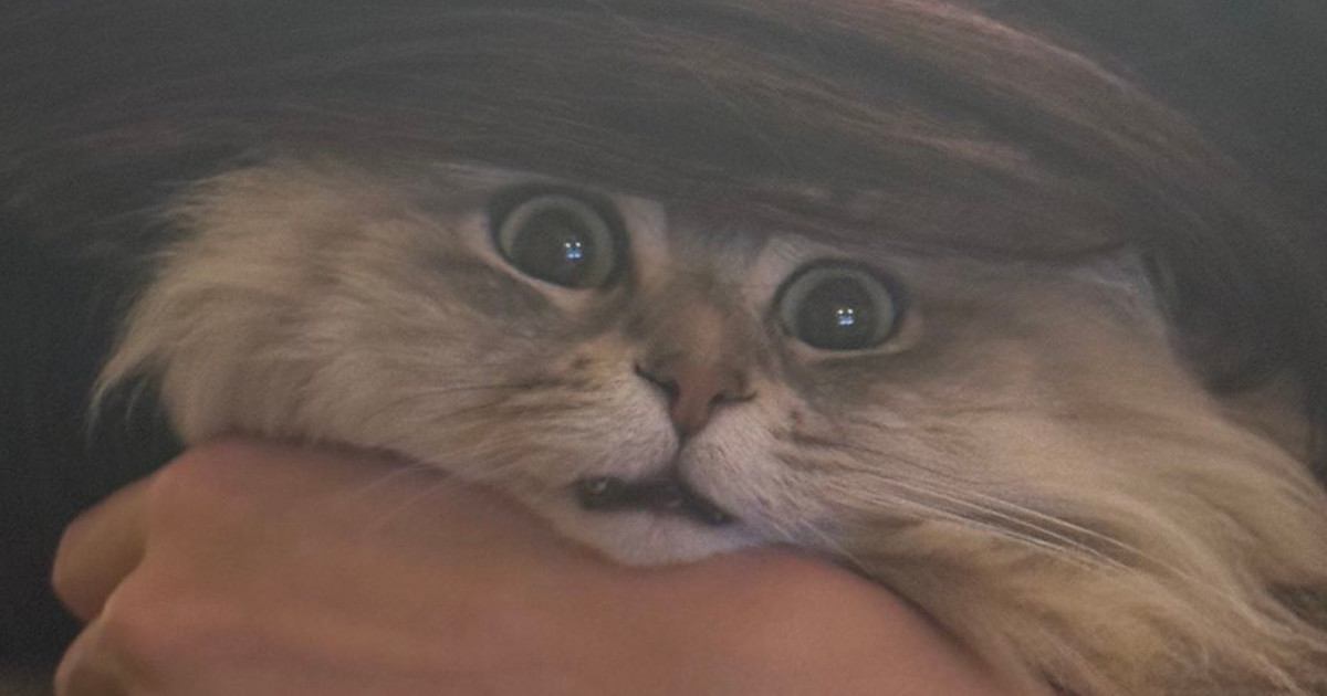 目を丸くする猫