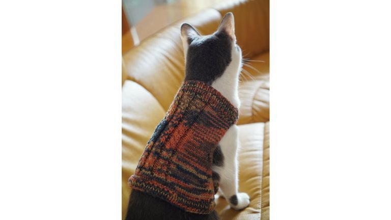ニットを着ている猫