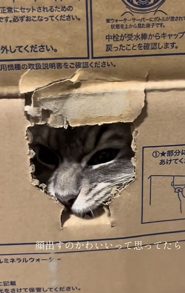 「顔出すのかわいいって...」のテロップ写真