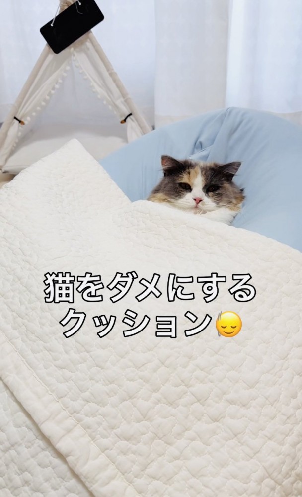 クッションでくつろぐ子猫