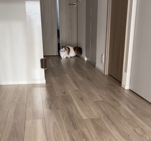 ドア前に落ちたおもちゃを咥える猫