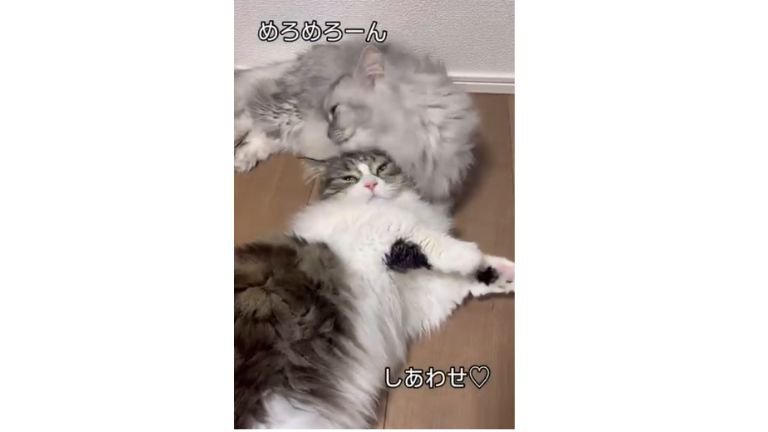 室内にいる猫たち