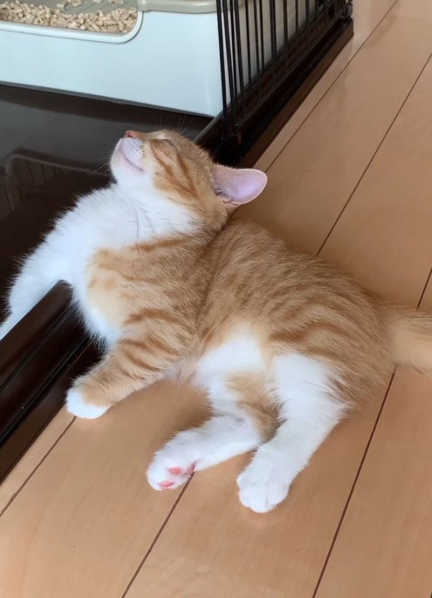 ケージの出入り口に前足をかけて寝ている子猫（ヒキ）