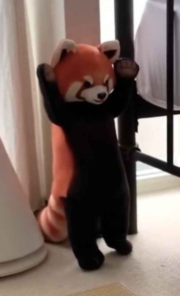 窓とベッドの隙間に立てかけられているレッサーパンダのぬいぐるみ
