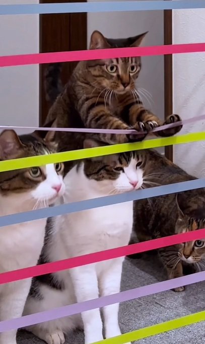 家の中にはってあるテープをにさわる猫