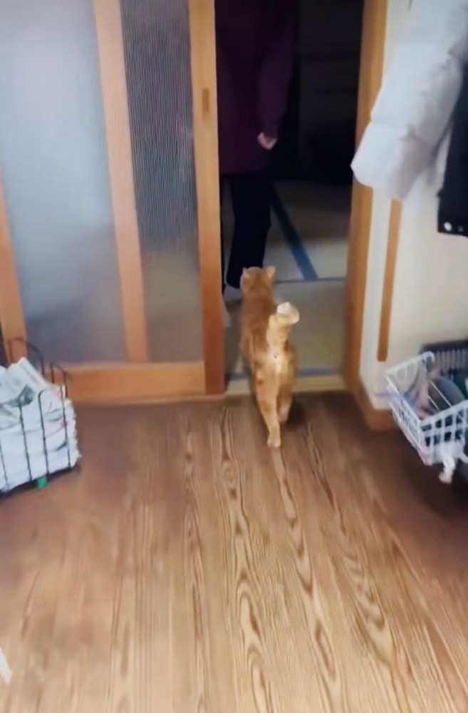 お母さんのところに行く茶トラ猫