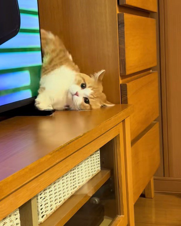 バックする子猫