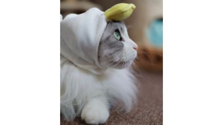 被り物をつけている猫